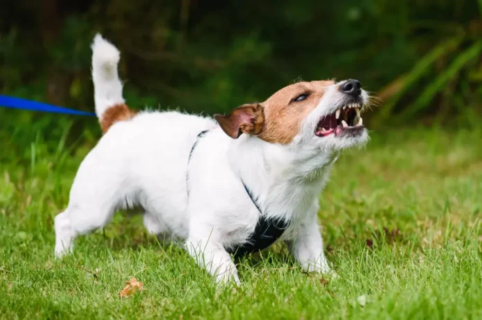 A Jack Russell terrier protects his owner from a bear attack with the help of some 
