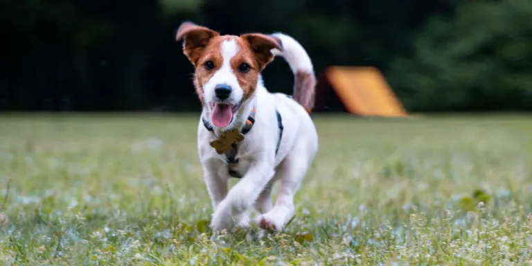 A Jack Russell terrier protects his owner from a bear attack with the help of some "ninja moves."